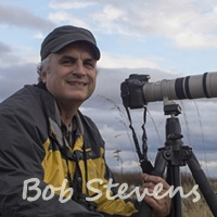Bob Stevens